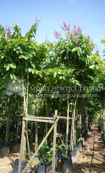 Lagerstoemia speciosa hybrid Red